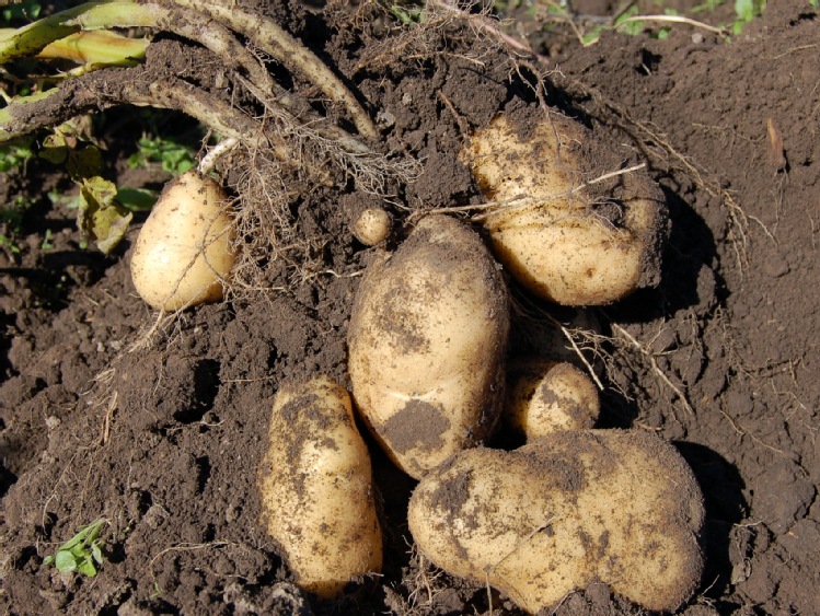 Ochrona ziemniaka od A do Z. Co proponuje plantatorom INNVIGO?